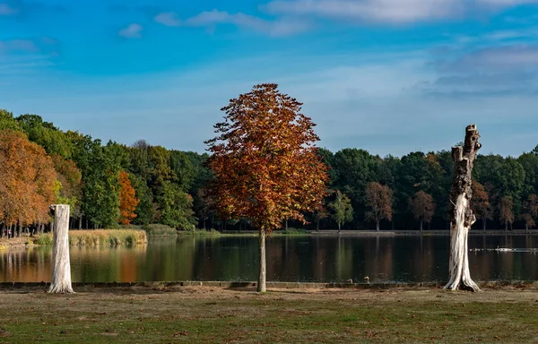 Diseased Chestnut Trees Park — Stock Photo, Image