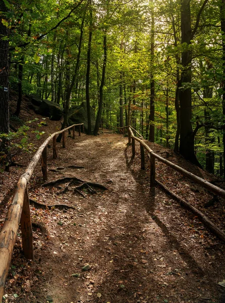 Sentiero Nel Bosco Verso Lilienstein Nell Elbsandsteingebirge — Foto Stock