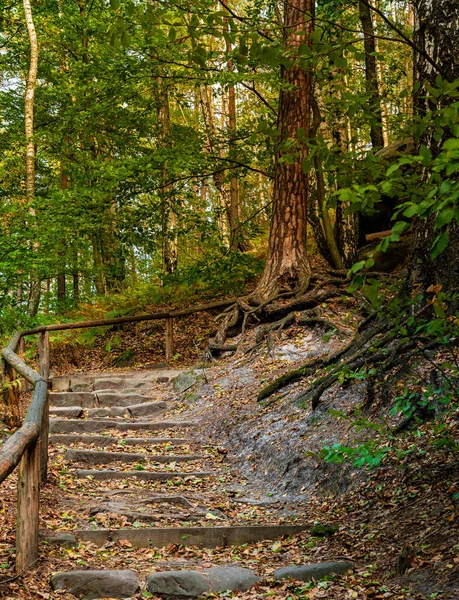 Sentier Randonnée Dans Forêt Vers Lilienstein Dans Les Elbsandsteingebirge — Photo