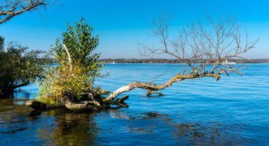 Gölde sökülmüş bir ağacı yatıyor