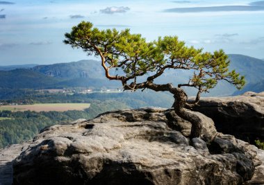 Kiefer auf dem Lilienstein