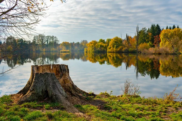 Berlin'de küçük bir gölün kıyısında bir ağaç kütüğü