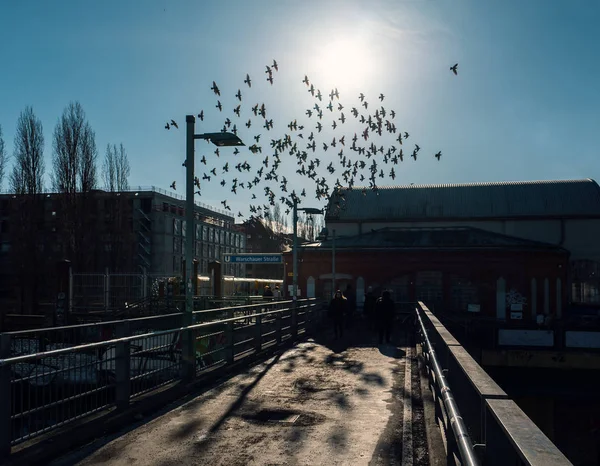 Tauben in der Stadt — Stock Photo, Image