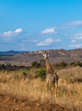 Afrika'da Zürafa