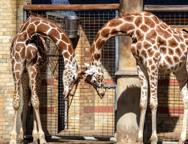 Jirafa pareja en el zoológico — Foto de Stock