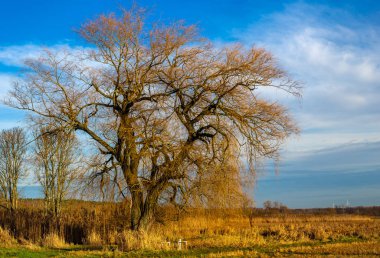 Sonbaharda bataklık manzarasında bir ağaç