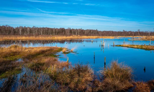 Piante e piccoli laghi nella riserva naturale wittmoor alle porte di hansestadt hamburg, Germania — Foto Stock