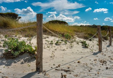 sardunya sahilde küçük çam ormanı, İtalya