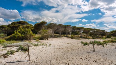 sardunya sahilde küçük çam ormanı, İtalya