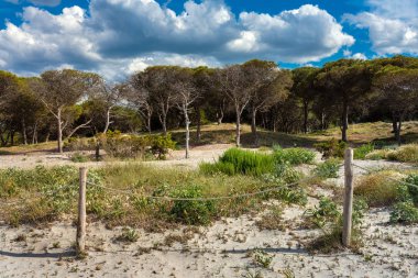 sardunya sahilde küçük çam ormanı, İtalya