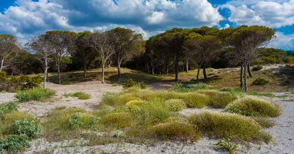sardunya sahilde küçük çam ormanı, İtalya
