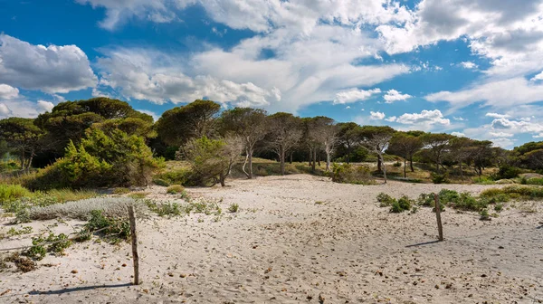 sardunya sahilde küçük çam ormanı, İtalya