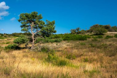Norddeutschland 'da peyzaj
