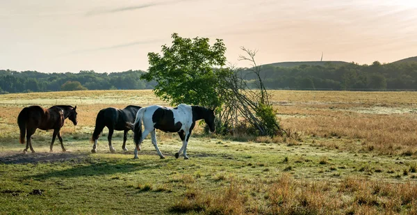 Pferde auf dem Reiterhof — Fotografia de Stock