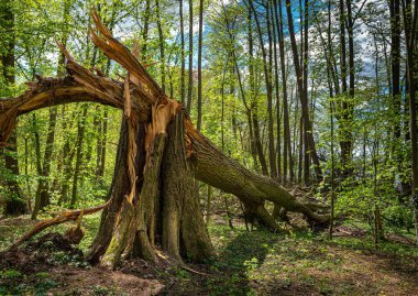Ormanda beton döşemeler var.
