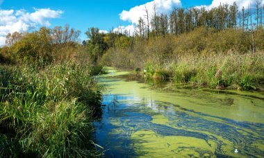 Berlin şehrinin çevresindeki manzara ve ormanlar