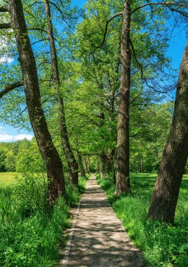 Berlin 'de ve çevresinde orman, tarla ve diğer manzaralar