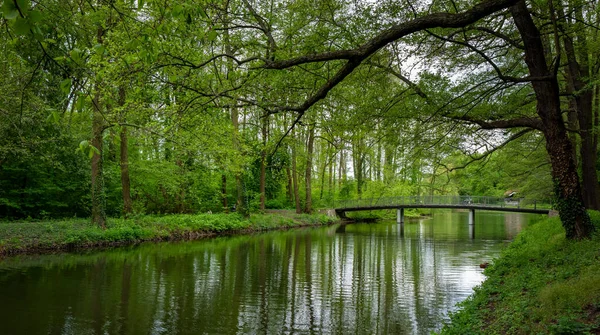 Small River Forest — Stock Photo, Image