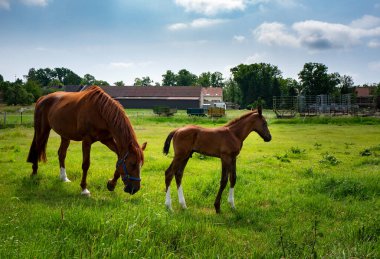 Berlin 'deki bir çiftliğin çayırındaki atlar.