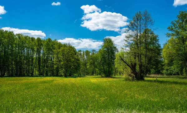 Wiesen Wald Und Landschaft Und Berlin Deutschland Stockfoto