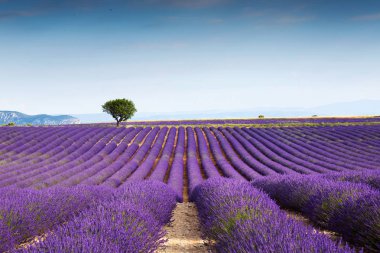Shot of beautiful landscape of lavender fields at sunset with dramatic sky. clipart