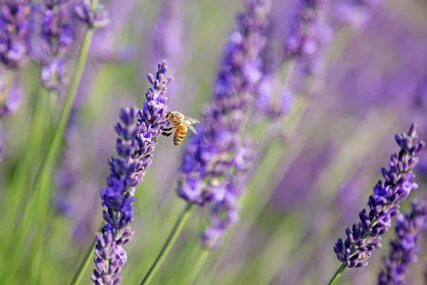 Tiro Campo Lavanda Com Uma Abelha Luz Sol — Fotografia de Stock