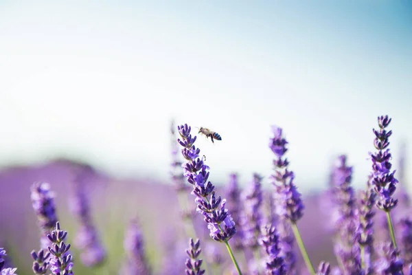 Schot Van Lavendel Veld Met Een Bee Zonlicht — Stockfoto