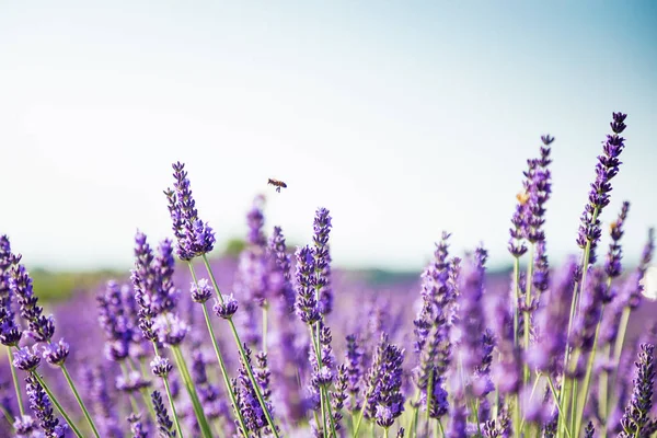 Tiro Campo Lavanda Luz Solar — Fotografia de Stock