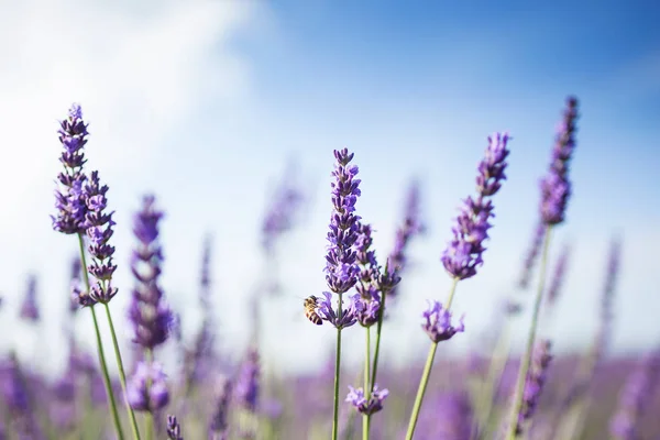 Schot Van Lavendel Veld Met Een Bee Zonlicht — Stockfoto