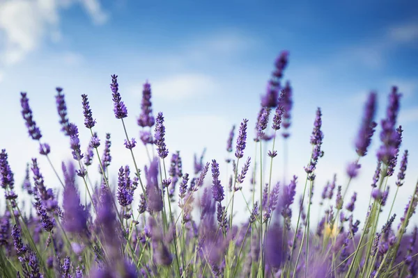 Tiro Campo Lavanda Luz Solar — Fotografia de Stock