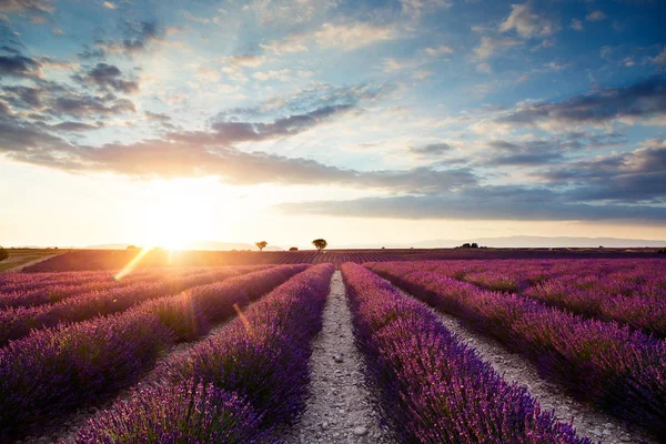 Shot Van Het Mooie Landschap Van Lavendelvelden Bij Zonsondergang Met — Stockfoto