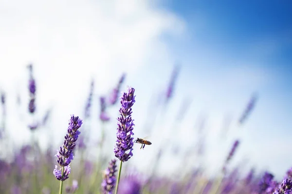 Tiro Campo Lavanda Com Uma Abelha Luz Sol — Fotografia de Stock