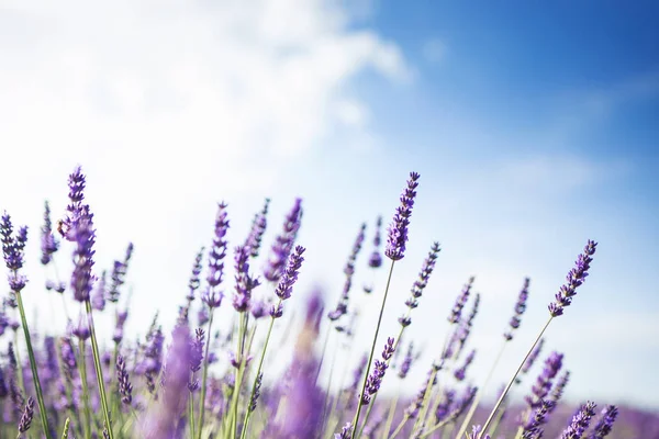 Schot Van Lavendel Veld Zonlicht — Stockfoto