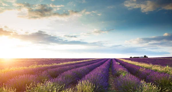 Skott Vackra Landskap Lavendelfält Vid Solnedgången Med Dramatisk Himmel — Stockfoto