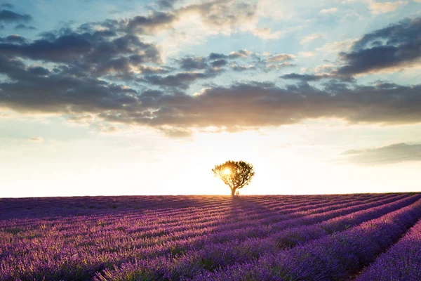 Shot Van Het Mooie Landschap Van Lavendelvelden Bij Zonsondergang Met — Stockfoto