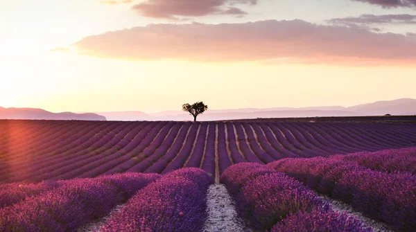 Tiro Bela Paisagem Campos Lavanda Pôr Sol Com Céu Dramático — Fotografia de Stock