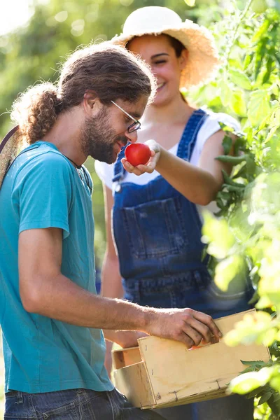 Снимок Садовода Молодая Пара Собирает Свежие Овощи Кладет Корзину Нюхает — стоковое фото