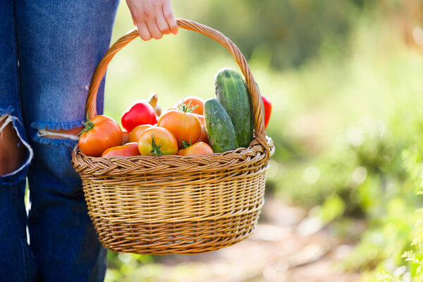 Close-up of woman carrying basket with freshly harvested vegetables in garden.