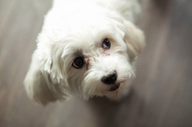 Güzel köpek ararken yan evde meraklı bir ifade ile başını eğerek portresi.