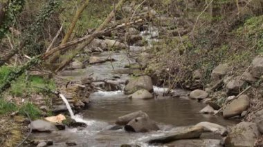 Sahilde yeşil bitki örtüsü ile küçük dağ nehri Video. 