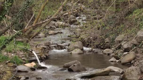 Video Small Mountain River Green Vegetation Shore — Stock Video