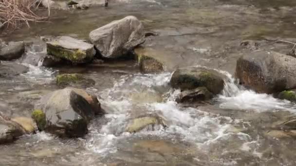Video Water Flow Shallow Stream Mountain River — Stock Video