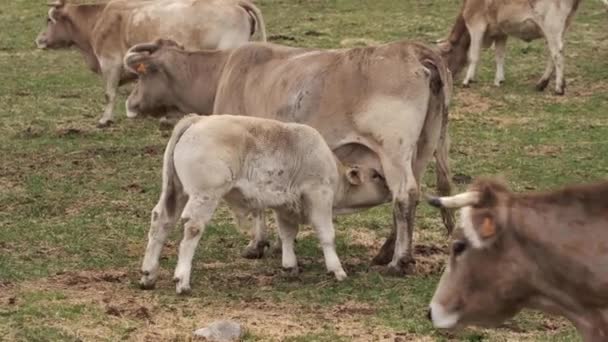 Video Van Een Kleine Koe Voeden Haar Moeder Weide — Stockvideo