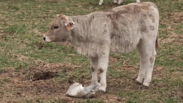 牧草地を歩く牛の群らのビデオ — ストック動画