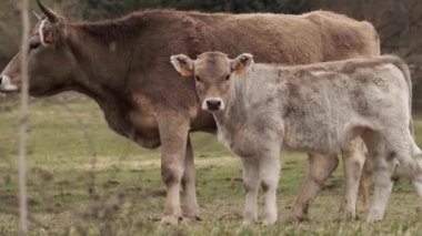 Çayırda kameraya bakan küçük bir Video. 