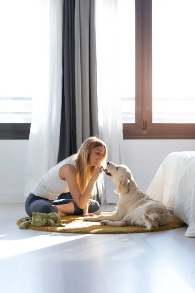 Csinos fiatal asszony etetés kutyája rövid idő birtoklás móka otthon. — Stock Fotó