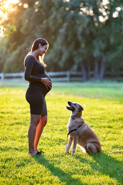 Destul de tânără femeie însărcinată în picioare în timp ce câinele ei este în față uitându-se la burta ei în parc . — Fotografie, imagine de stoc