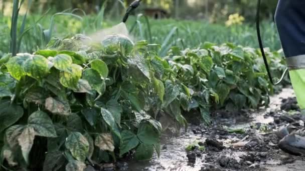 ビデオのクローズアップの成熟した男とともに水のブーツ水をやる豆の植物の庭 — ストック動画