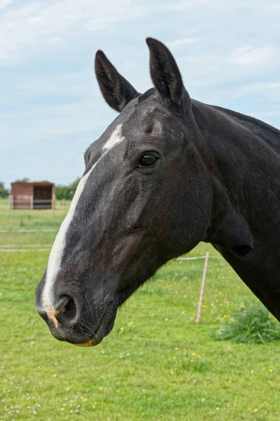 Portrait d'un cheval noir et blanc — Photo