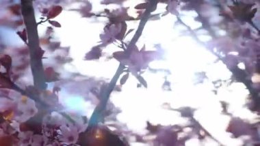 ilkbaharda çiçek açan kiraz pembe çiçekler